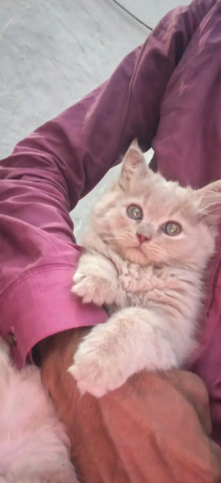 person cat — photo 2