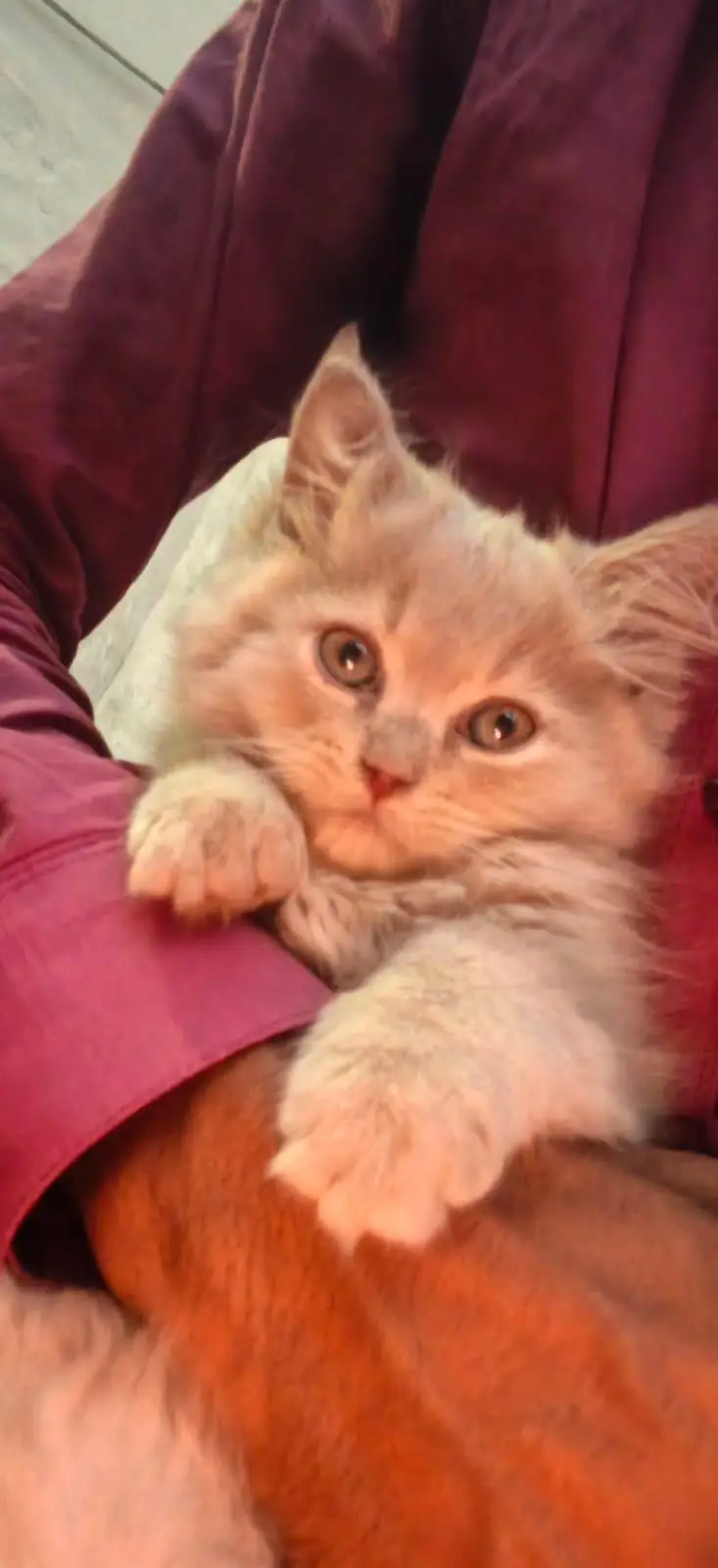 person cat — photo 4