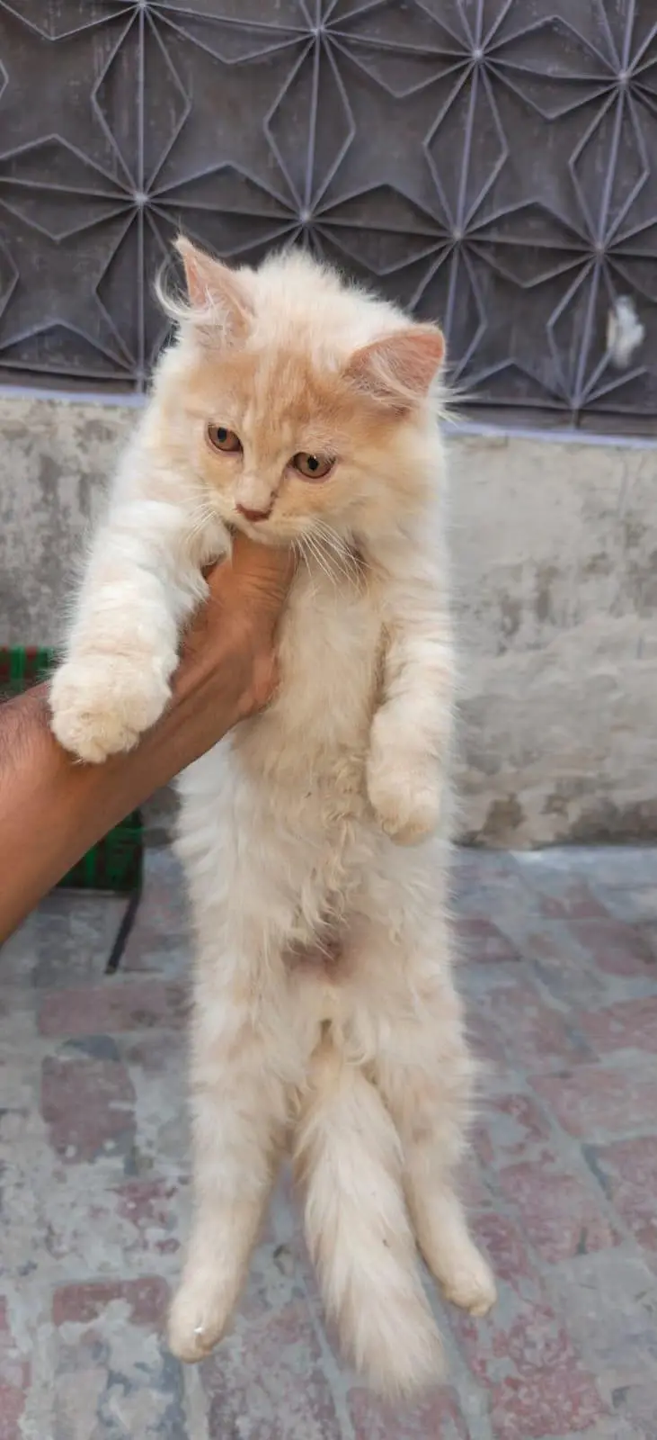 person cat — photo 5