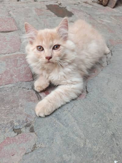person cat