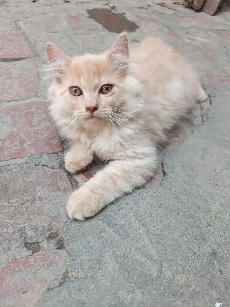 person cat