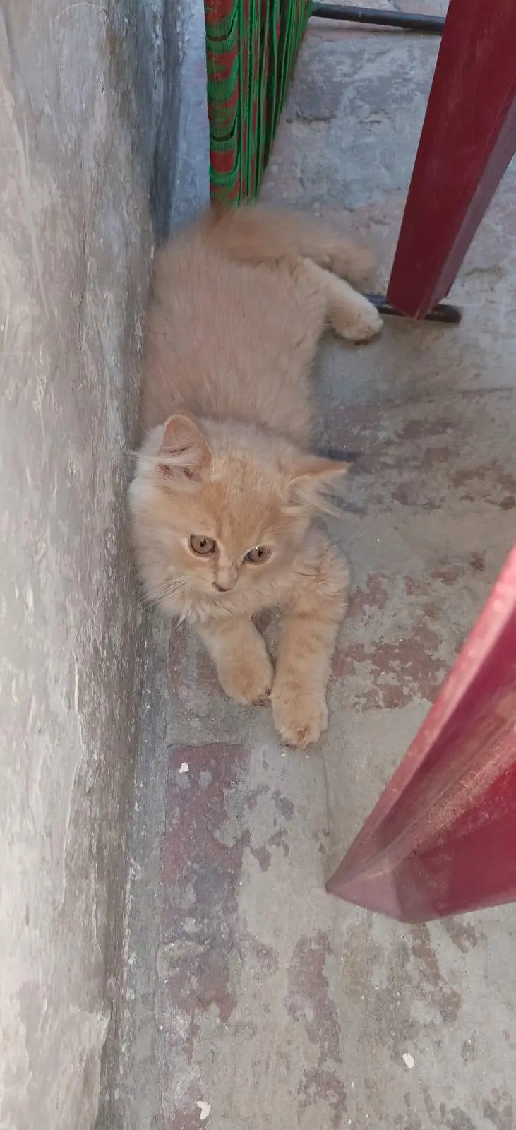 person cat — photo 6