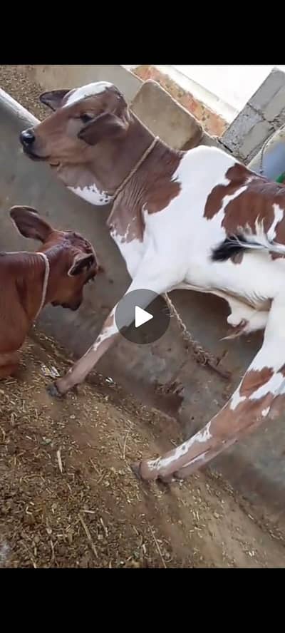 cow calf jori for sale