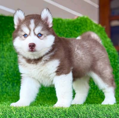 Siberian husky dog for sale 4 month age Whatsapp number 0346 0455416
