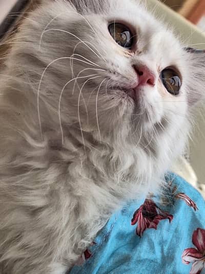 Persian Triple coat Kitten For sale