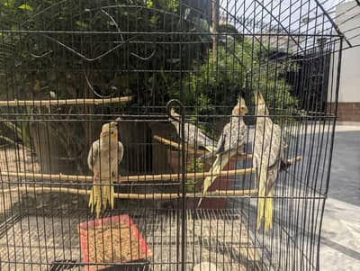 breeding lovebirds and cocktail