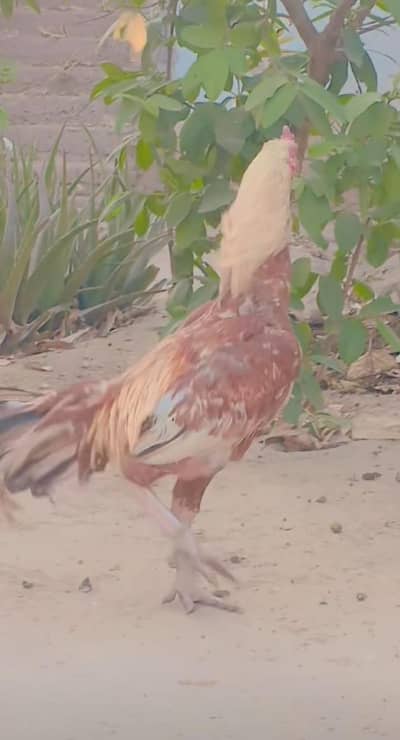 Aseel Mianwali hen From sale. Fresh video Pic Live meeting available.