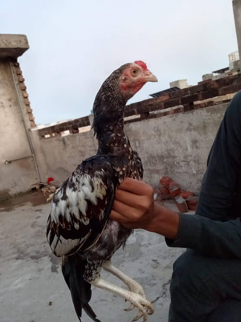 Aseel patha| Mainwali breed | java patha | 0