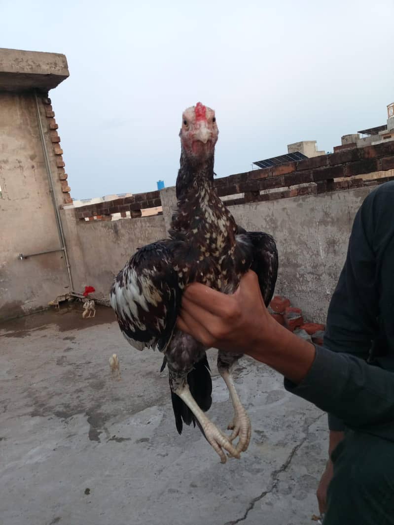 Aseel patha| Mainwali breed | java patha | 1