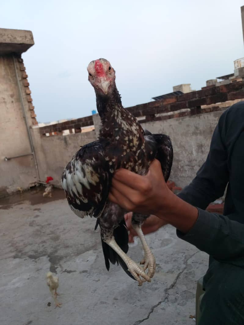 Aseel patha| Mainwali breed | java patha | 2