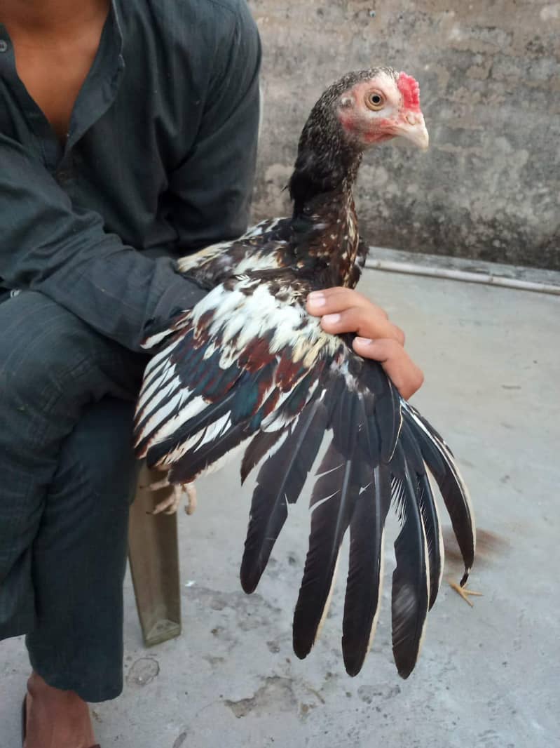 Aseel patha| Mainwali breed | java patha | 3