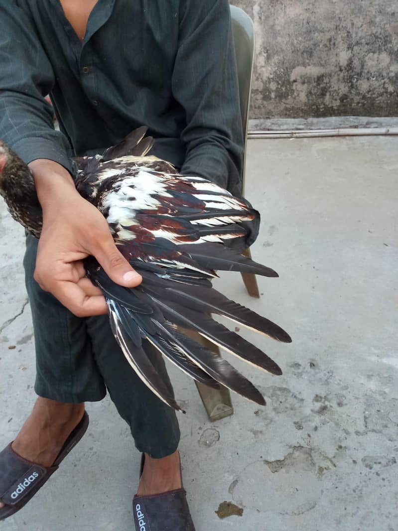 Aseel patha| Mainwali breed | java patha | 4