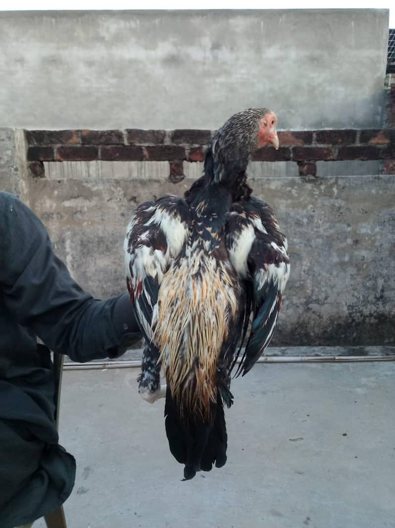 Aseel patha| Mainwali breed | java patha | 5