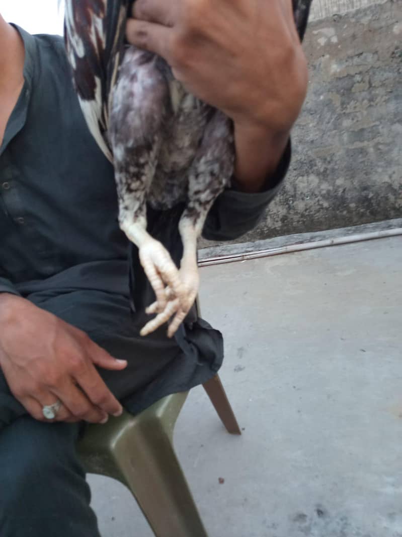 Aseel patha| Mainwali breed | java patha | 6
