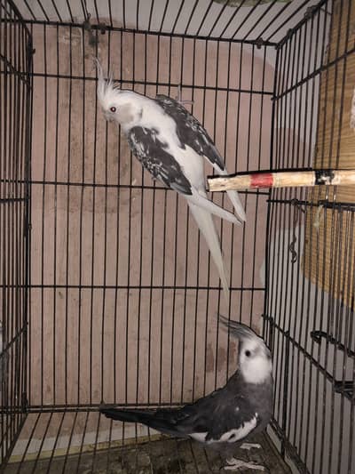 cocktail breed
