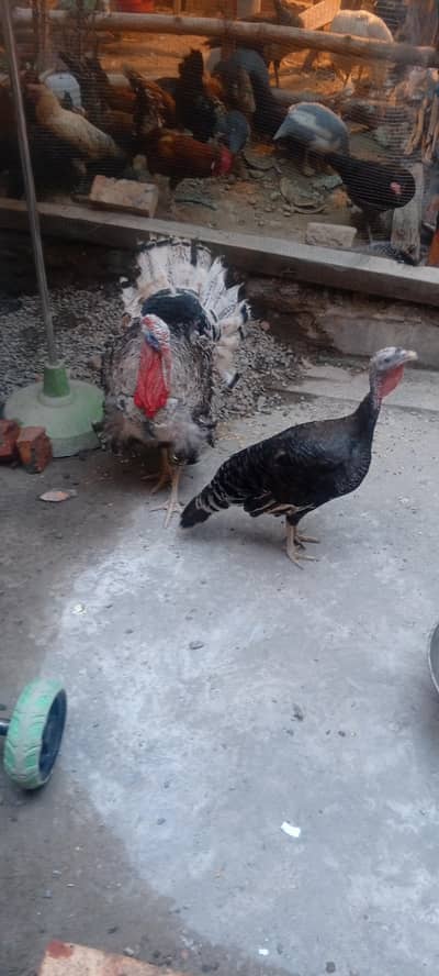 black turkey active breedar pair