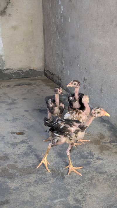Pure aseel Hira healthy  chicks