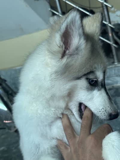 saibarian husky wooly coast