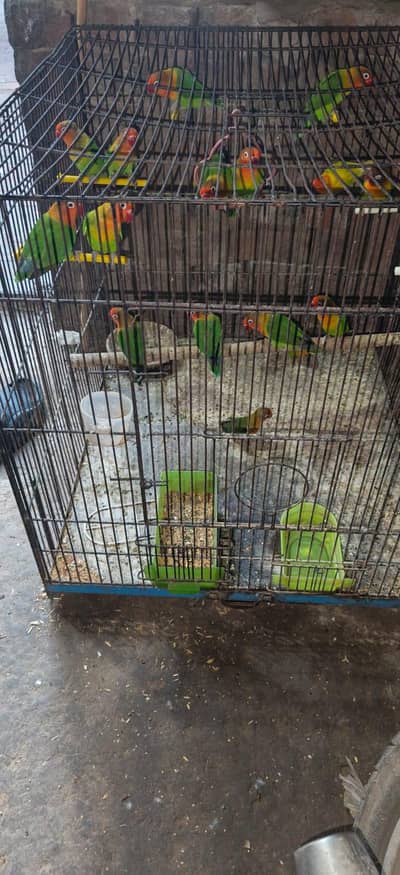 breeder lovebird