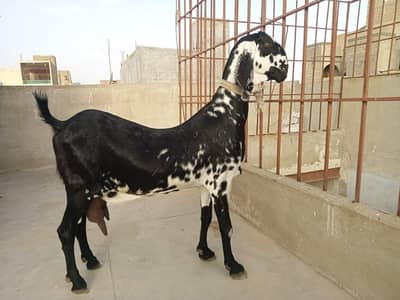 Punjab Beetal Cross Vvip Quality Female Goat