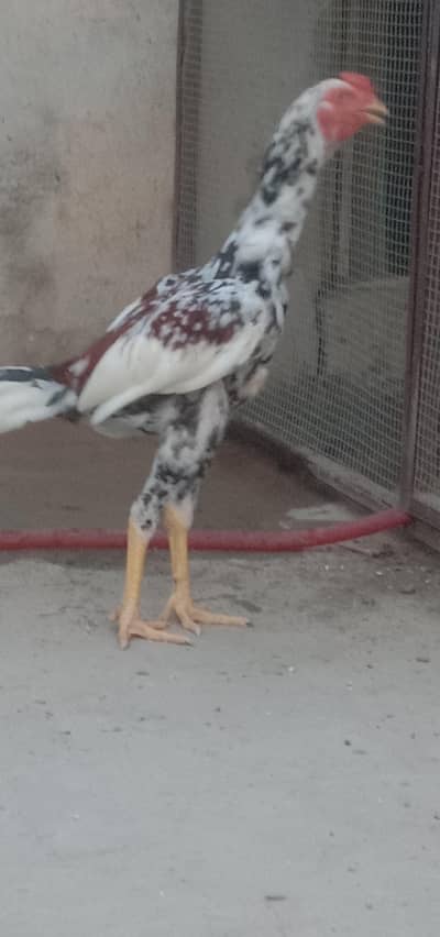 HOME BARRED PAKISTANI ASEEL PATHAY PATHIAN
