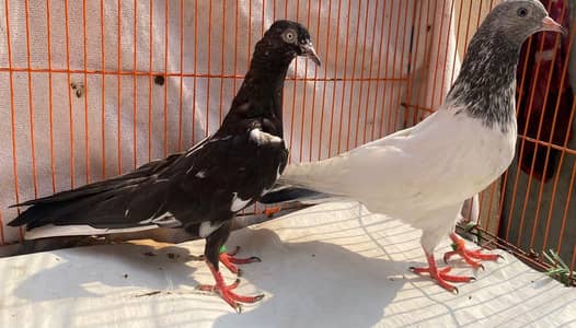 ta bend bredr pair for sale