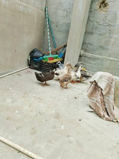 5 ducks for sell