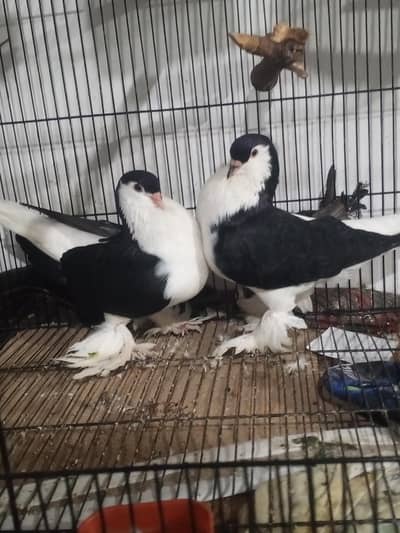 German Sherazi king size breeder pair