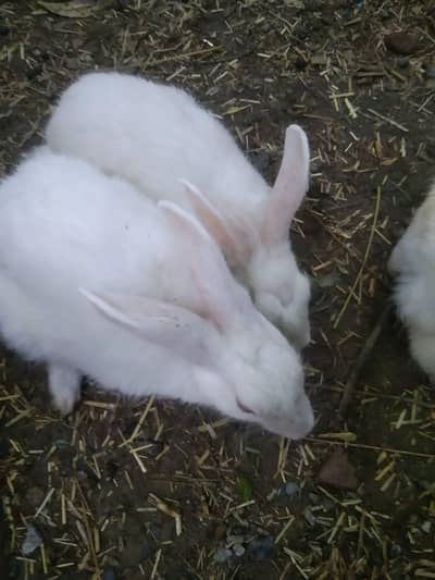 White Rabbit Available in Single and Pair