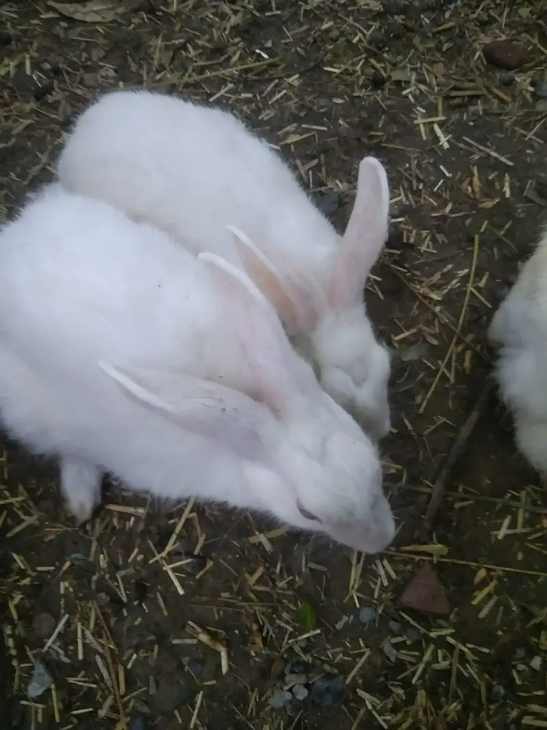 White Rabbit Available in Single and Pair