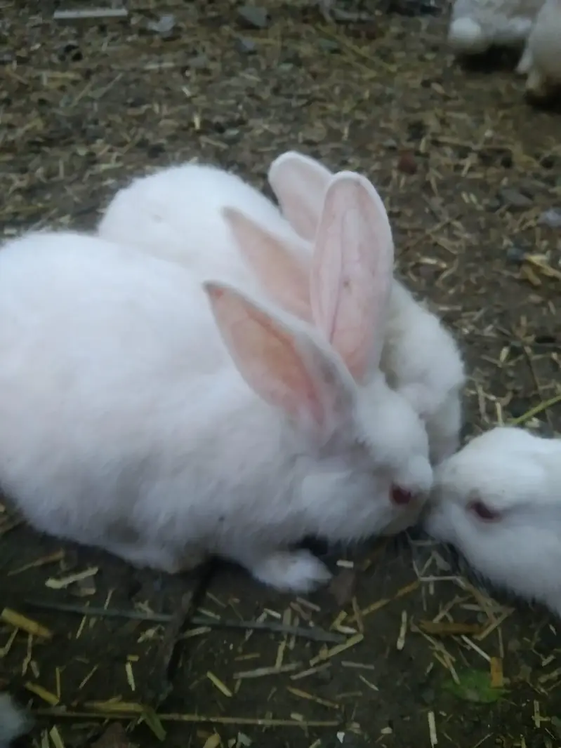 White Rabbit Available in Single and Pair — photo 2
