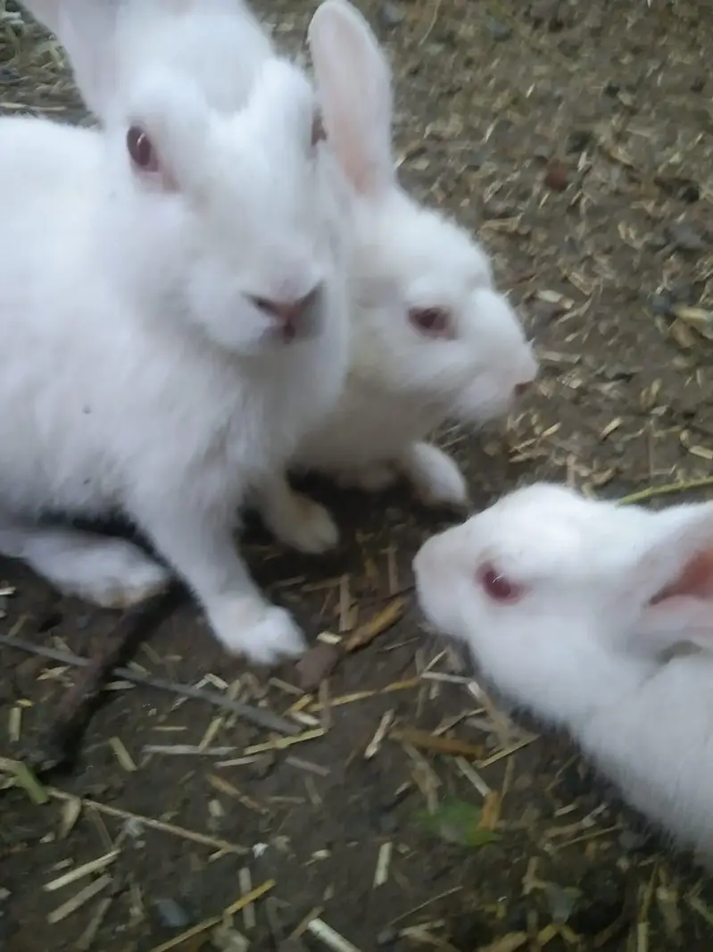 White Rabbit Available in Single and Pair — photo 3