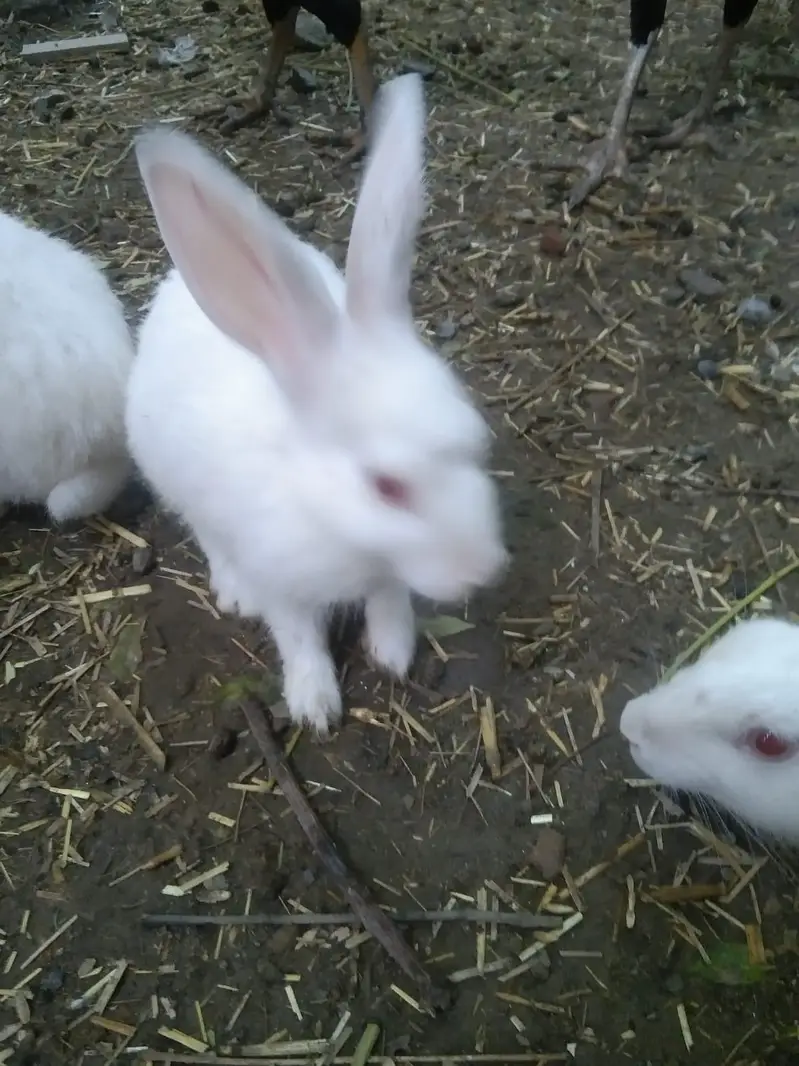 White Rabbit Available in Single and Pair — photo 4