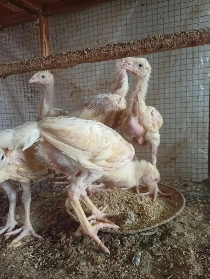 Silki heera Shamo bantam chicks Available — photo 6