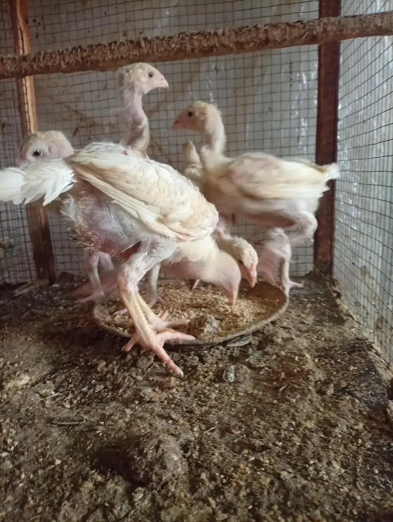 Silki heera Shamo bantam chicks Available — photo 7