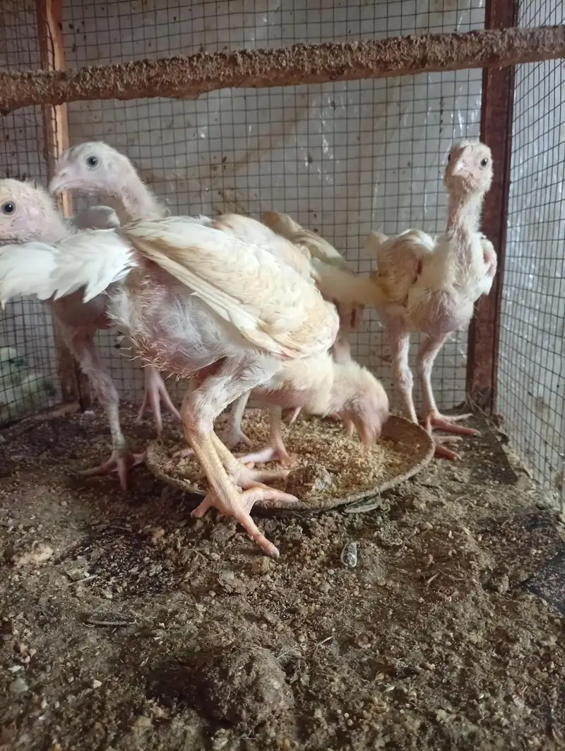 Silki heera Shamo bantam chicks Available — photo 8
