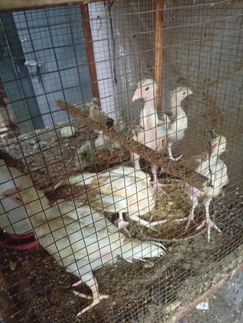 Silki heera Shamo bantam chicks Available — photo 9