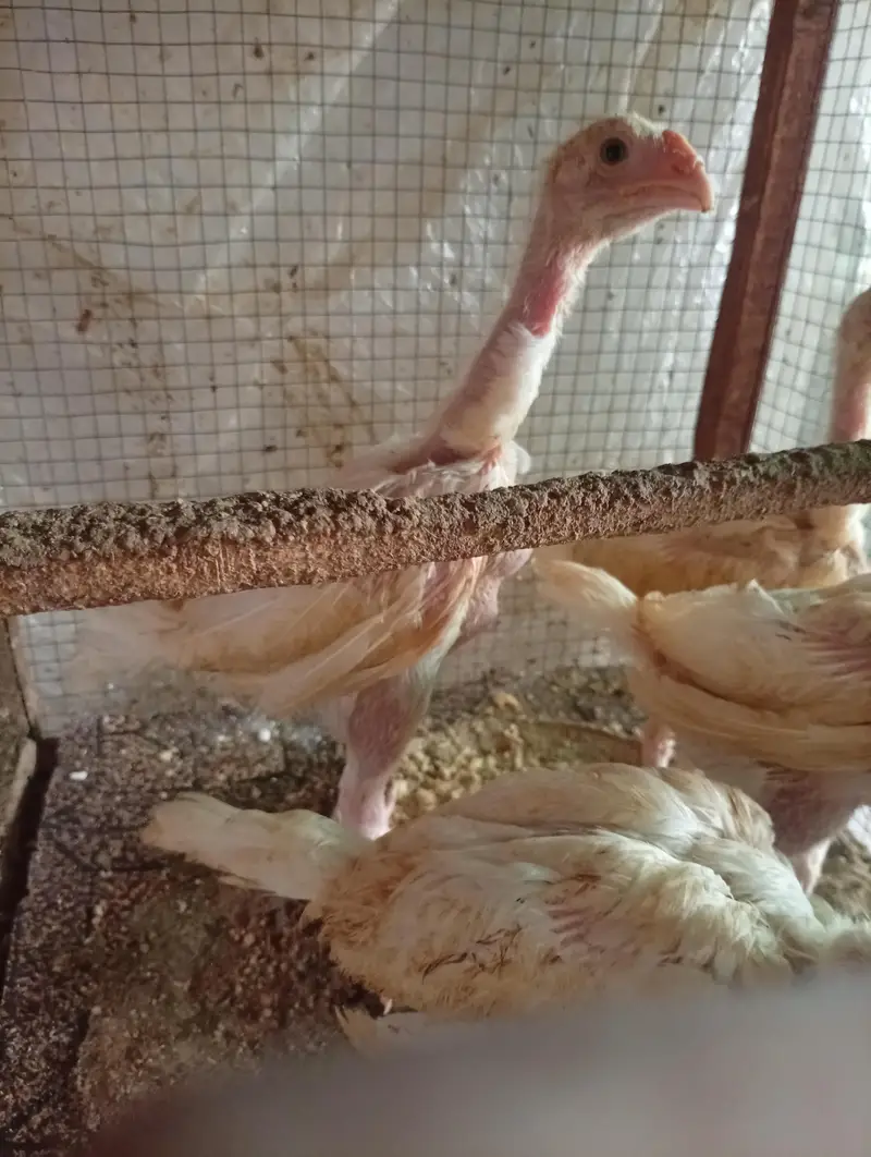 Silki heera Shamo bantam chicks Available — photo 10