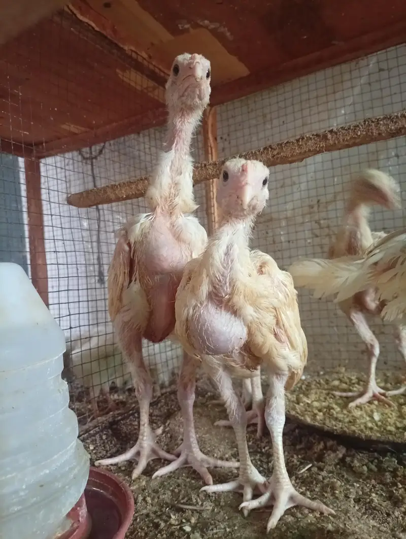 Silki heera Shamo bantam chicks Available — photo 11