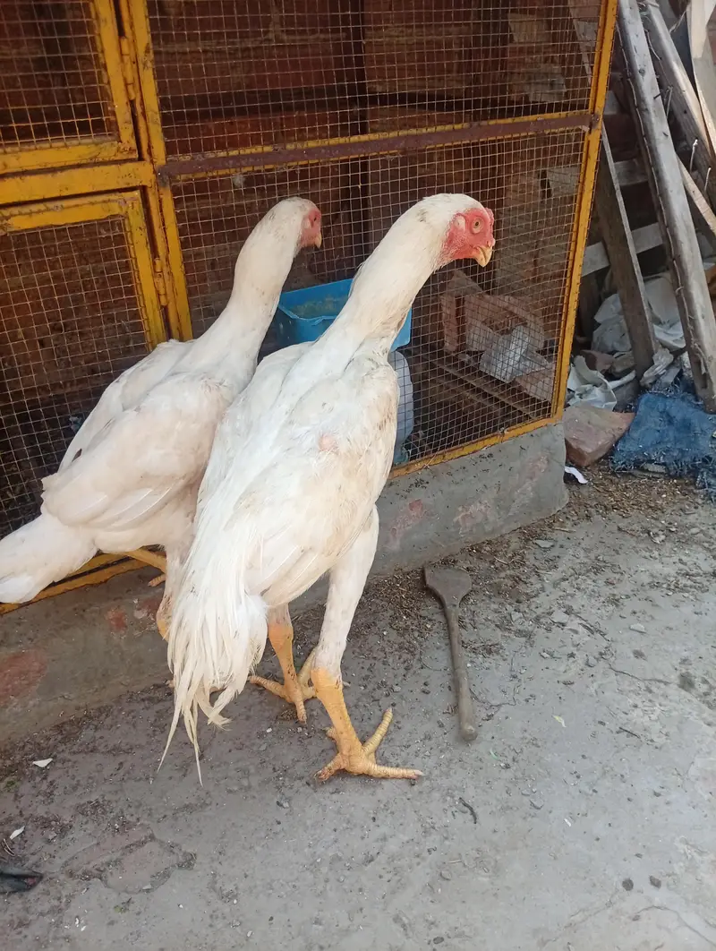 Silki heera Shamo bantam chicks Available — photo 12