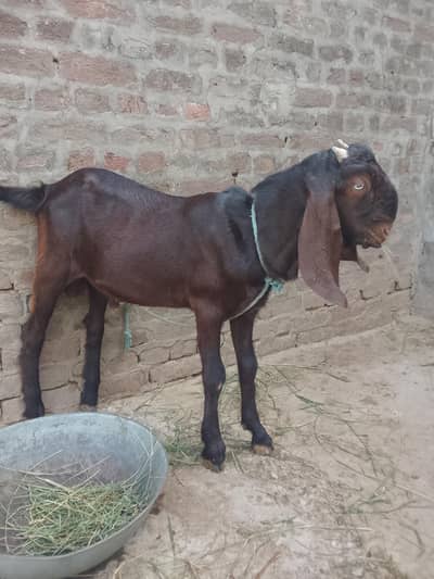 nakora goat male