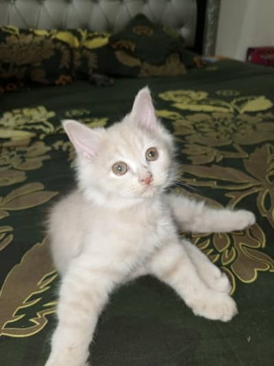 2Beautiful Persian Double Coated kittens for sale