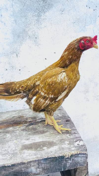 peele santol Madi bReeder