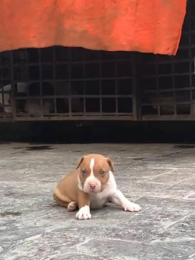 Exchange with Pure gultair puppy pair