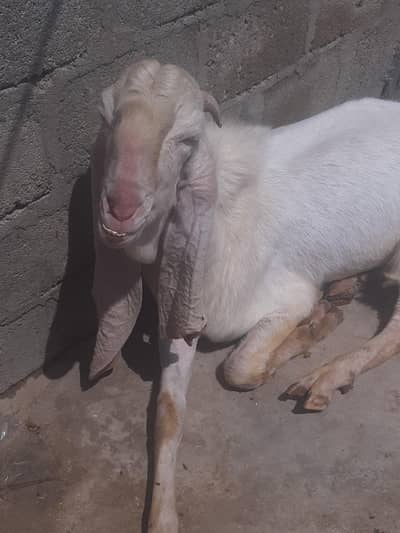 Breeder bakra Punjab Nasal