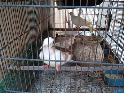 Doves (khumre) for sale