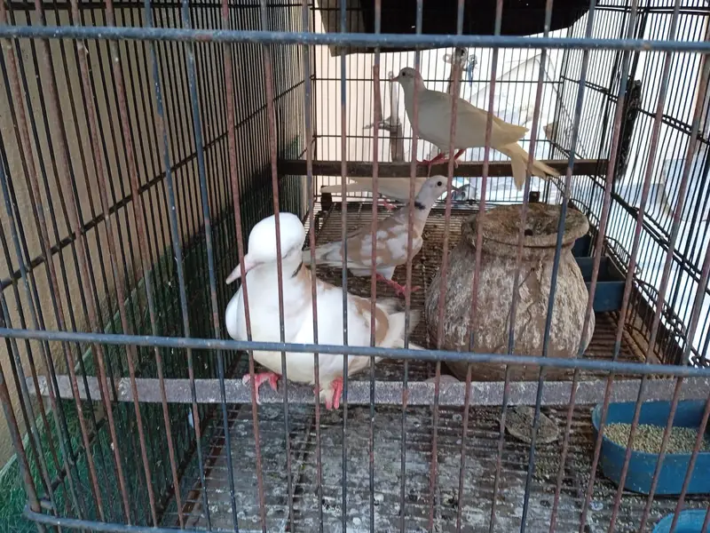 Doves (khumre) for sale