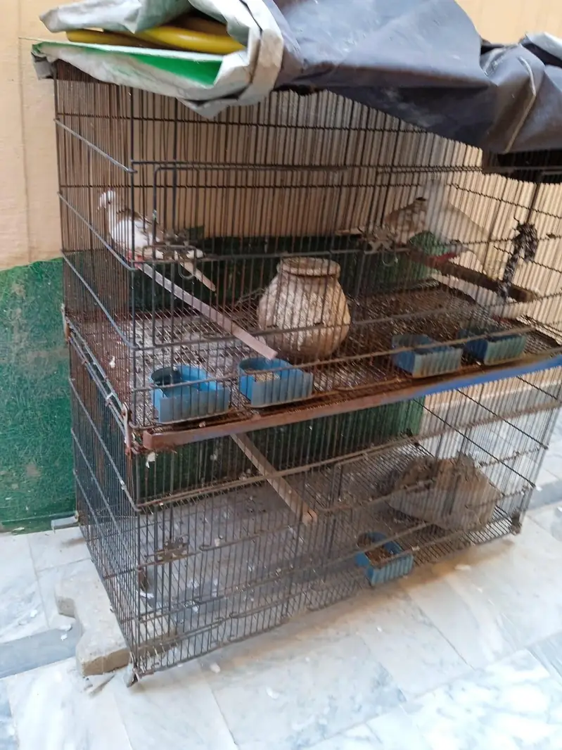 Doves (khumre) for sale — photo 2