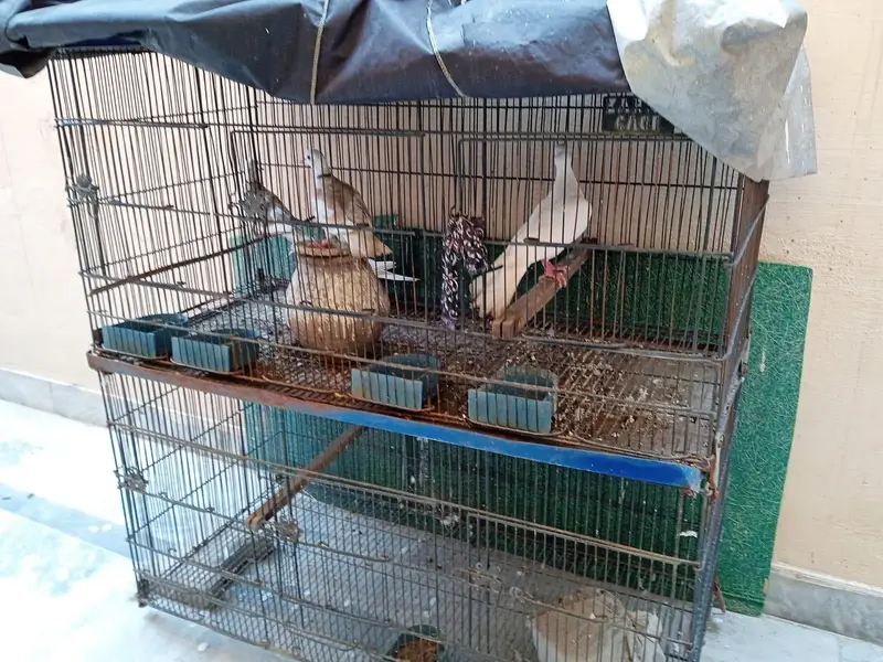 Doves (khumre) for sale — photo 3