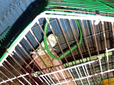 hand tame budgie for sale
